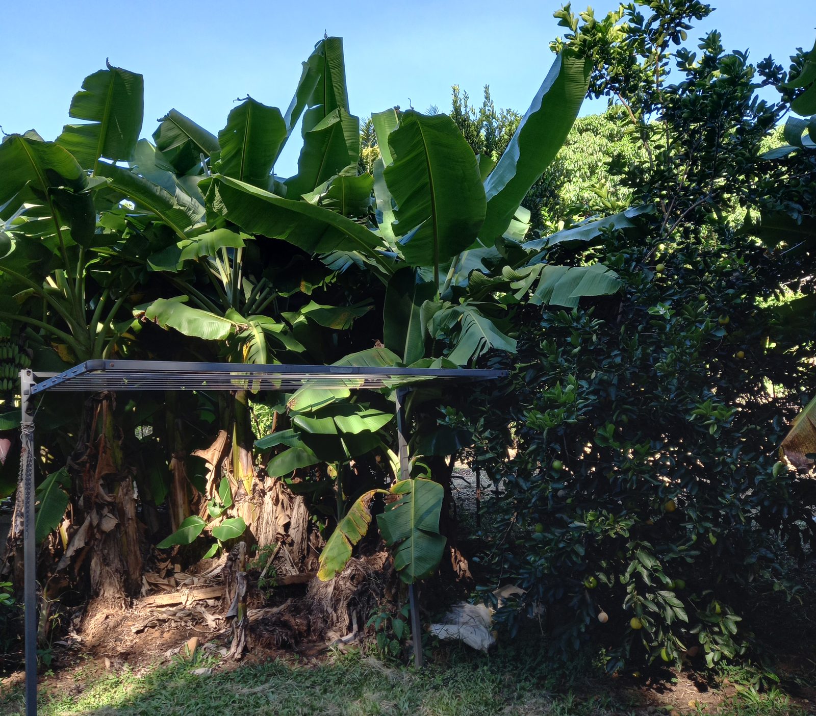 Banana 2, before