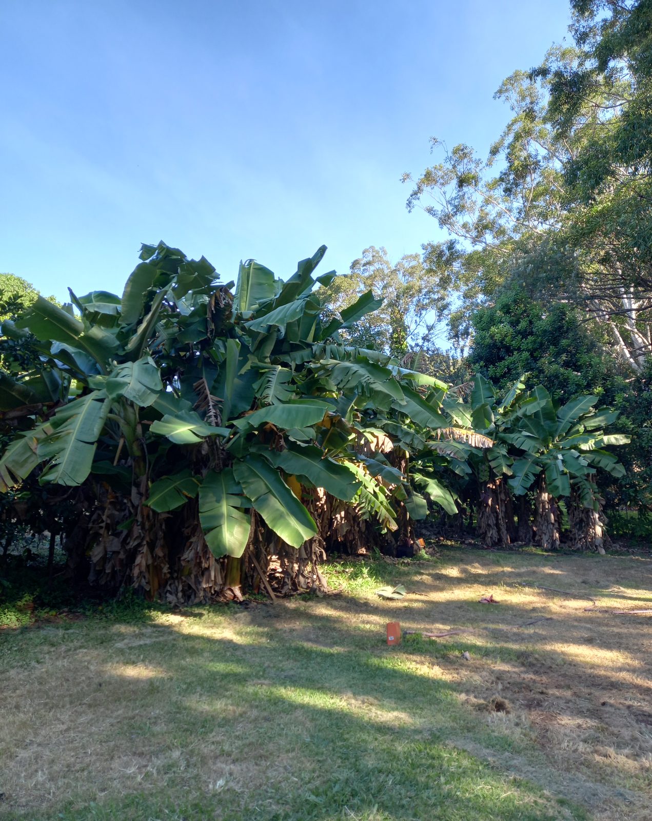 Banana, before