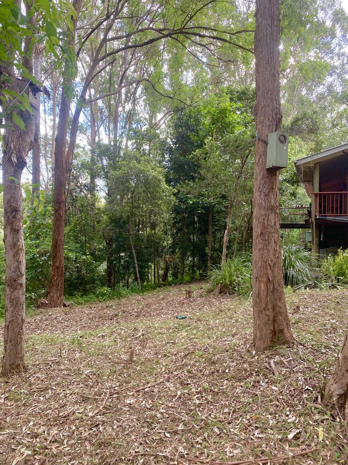 Bush, after
