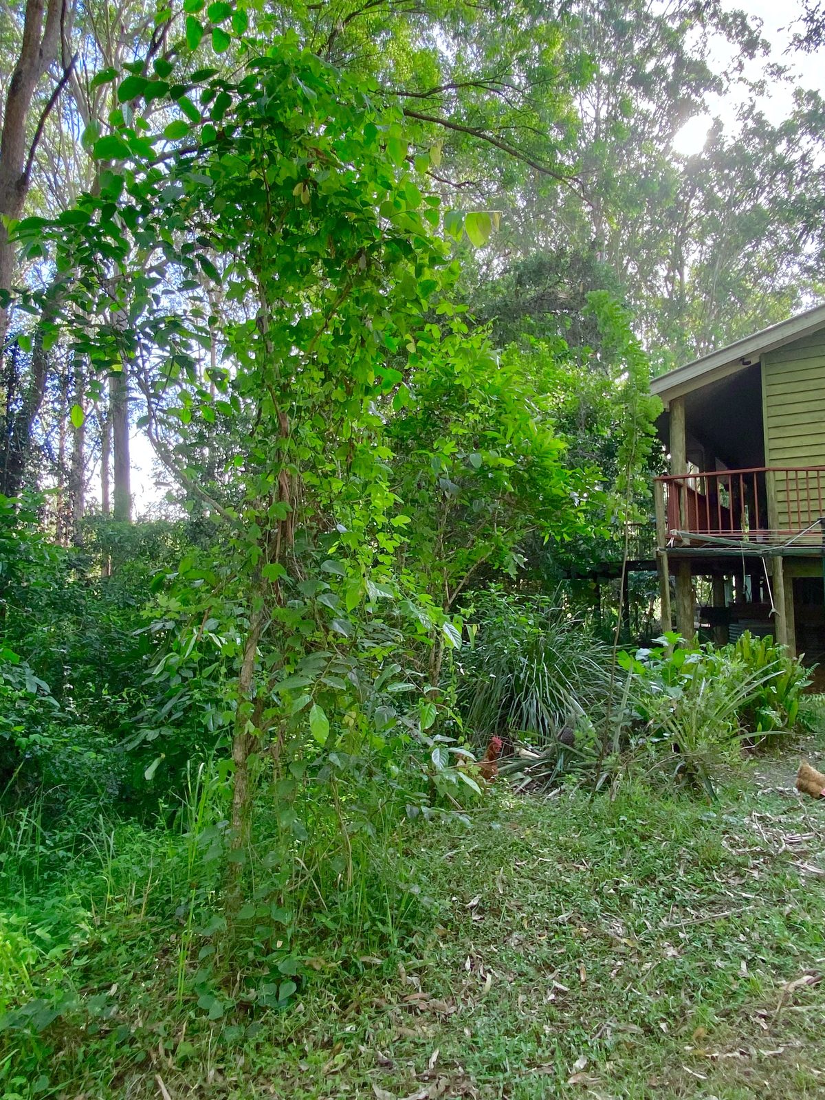 Bush, before
