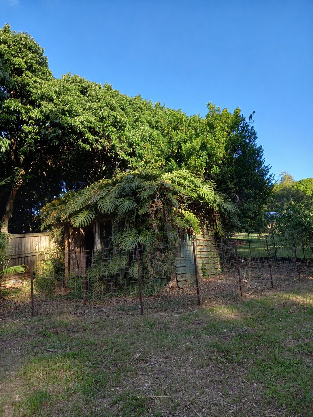 Coop, before