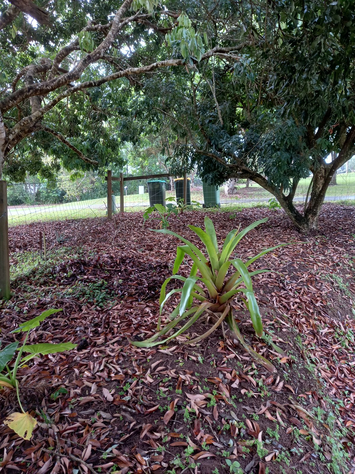 Garden 1, before