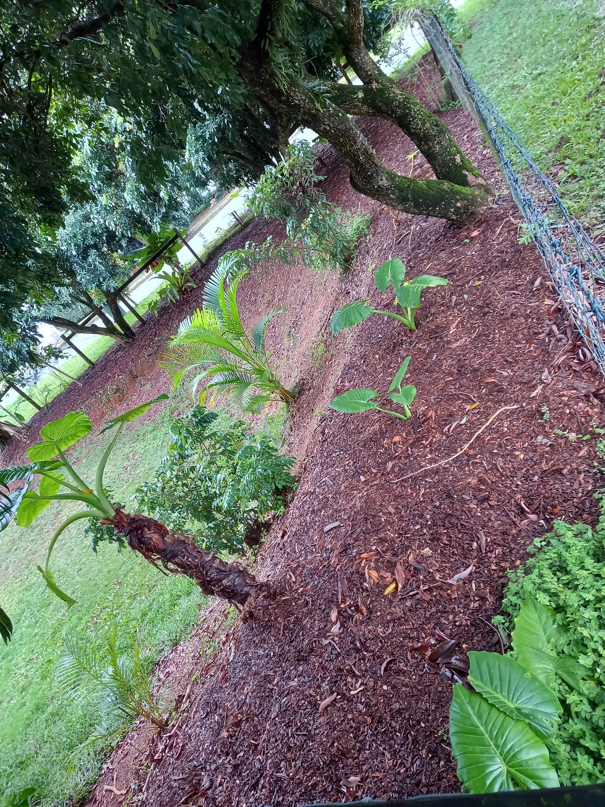 Garden 2, after