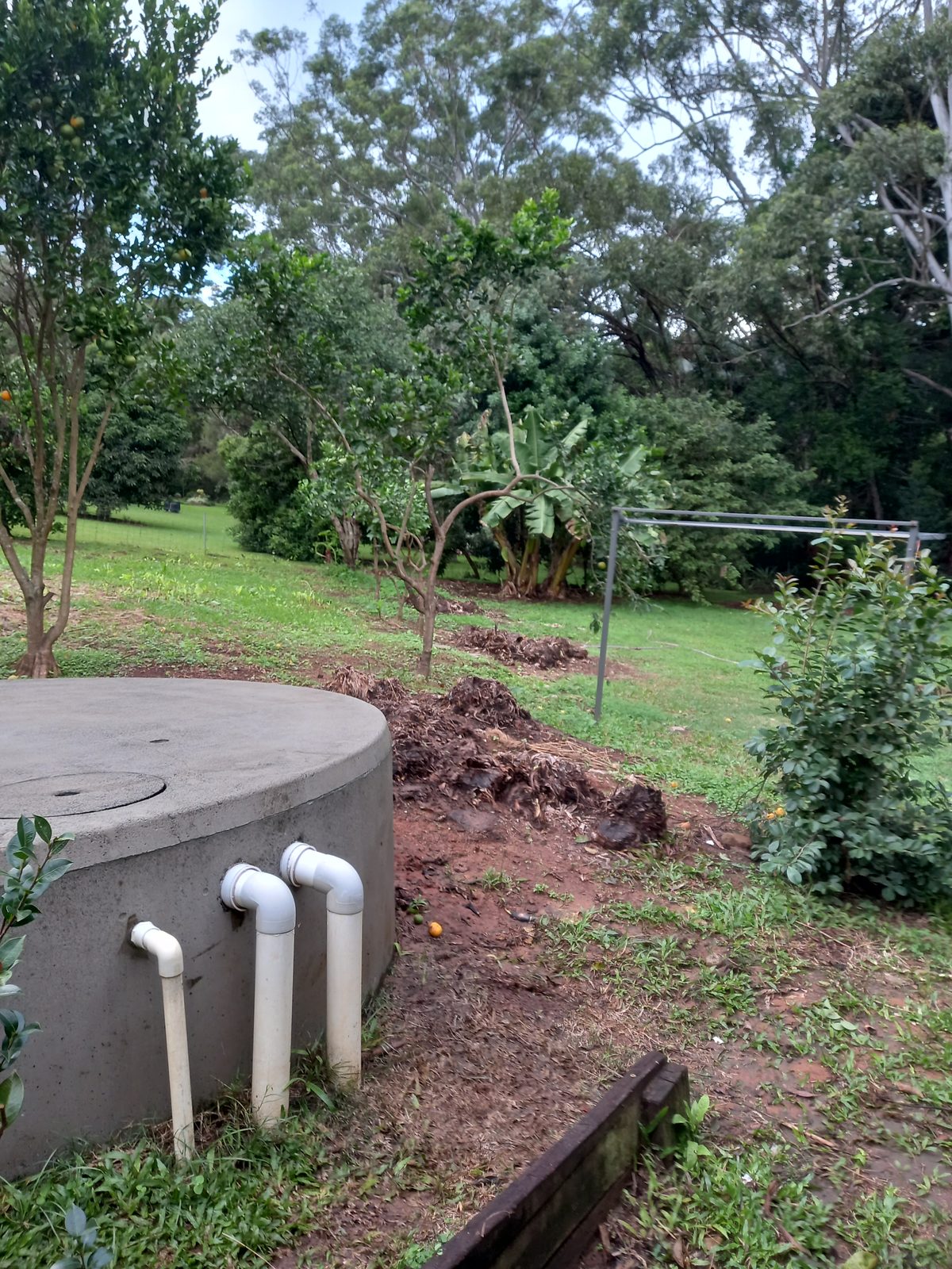 Lime, after