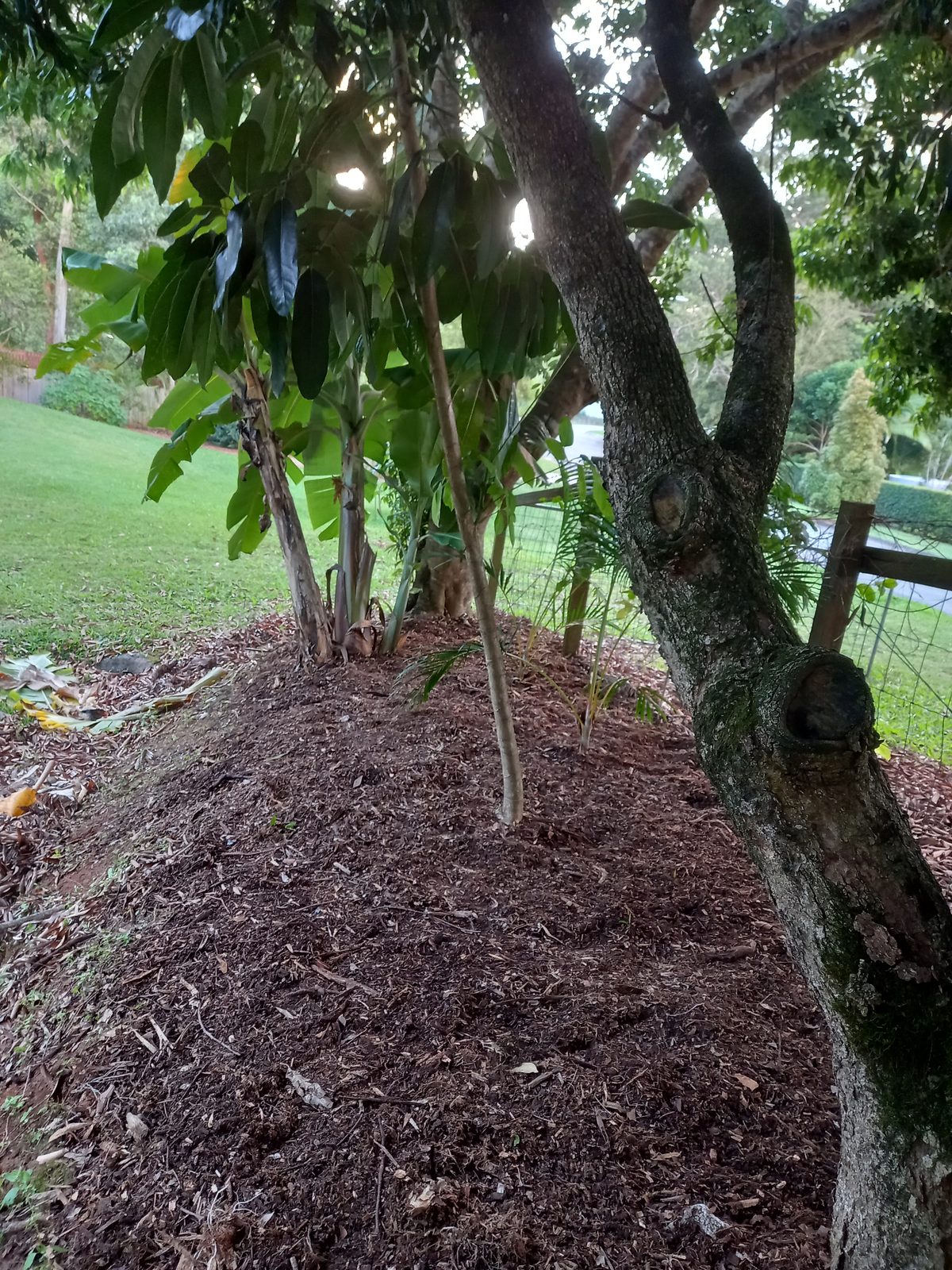 Mulch 1, after