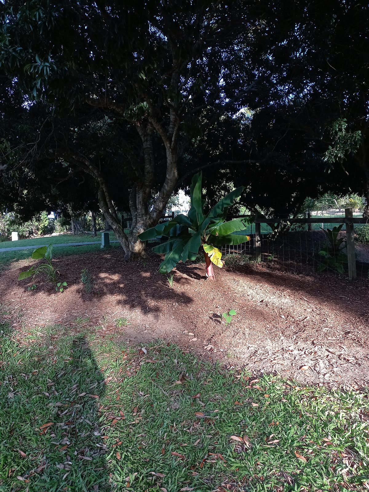 Mulch 2, after
