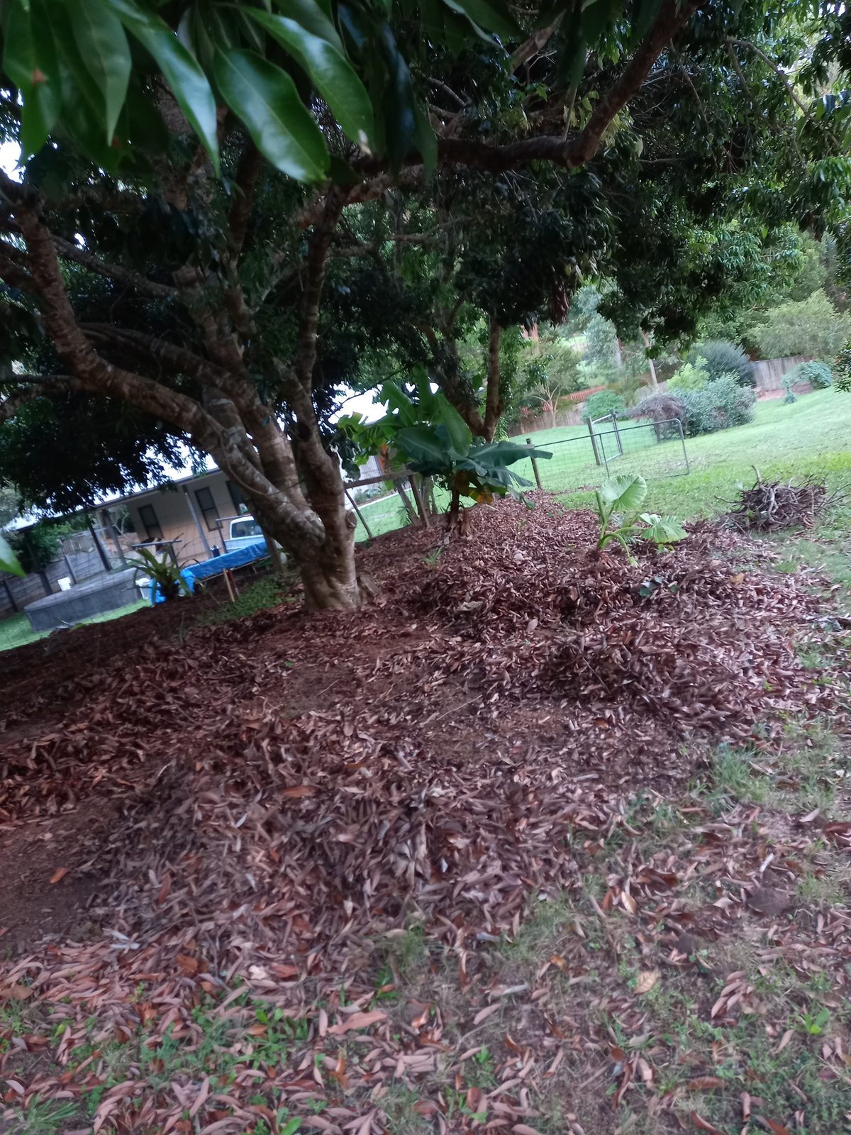 Mulch 2, before