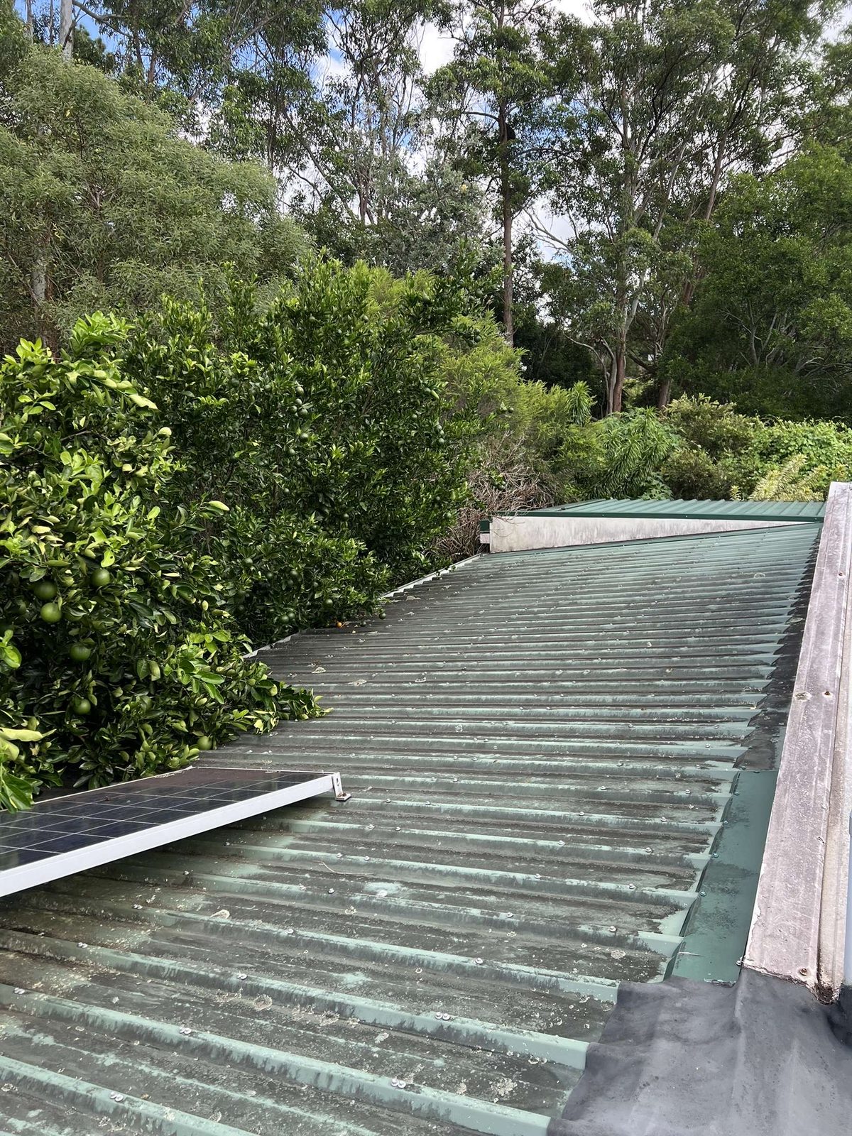 Roof 5, before
