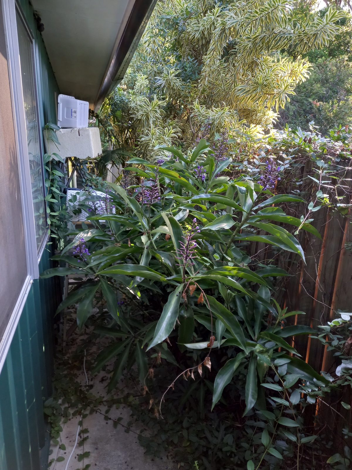 Side garden, before