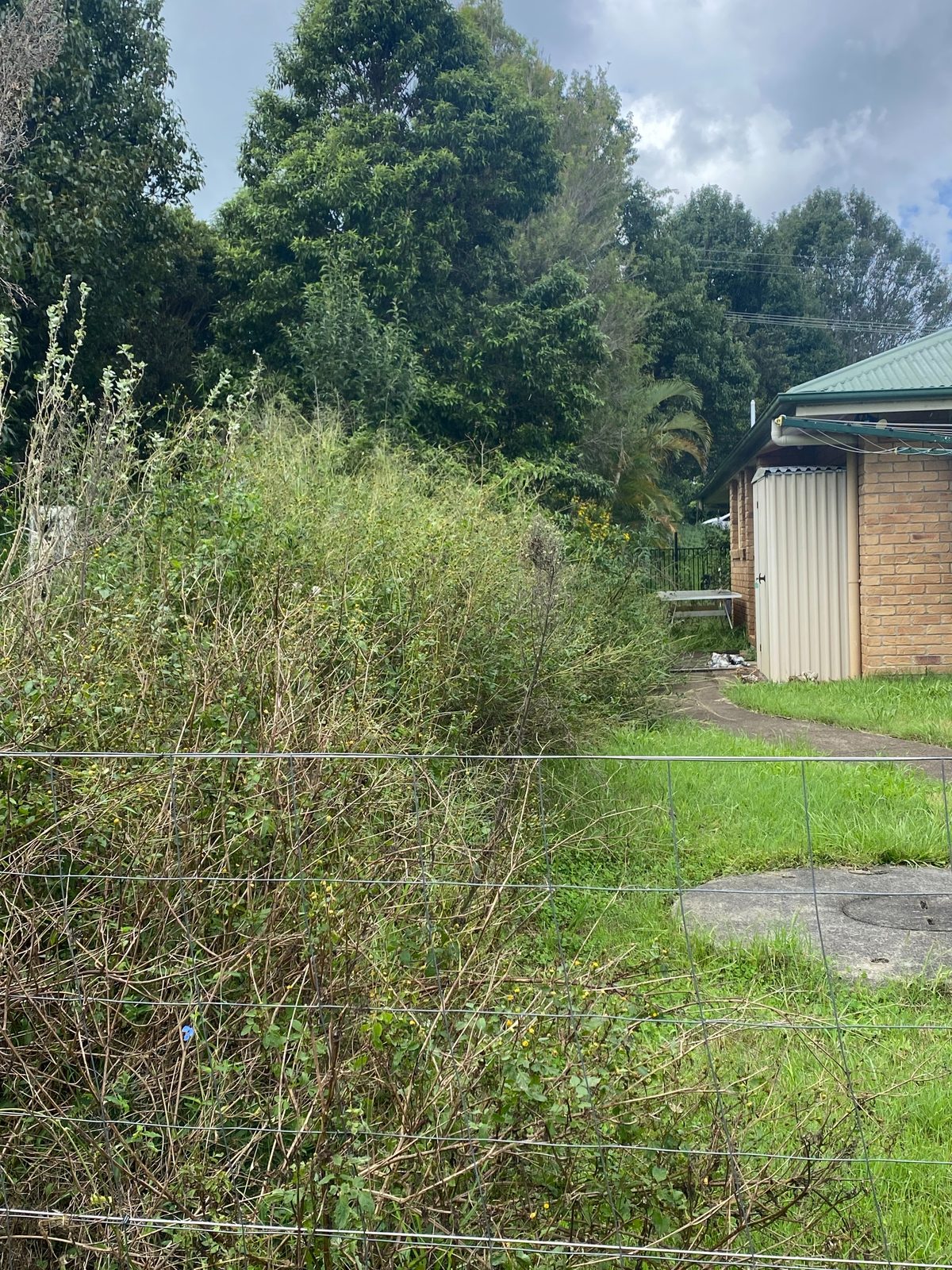 Weeds, before